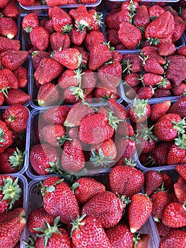 Fresh strawberries on the market