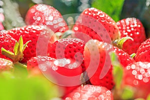 Fresh Strawberries with morning dew in natural backgrounds, look like a jewel. Beautiful bokeh with glittering. Organic farm.