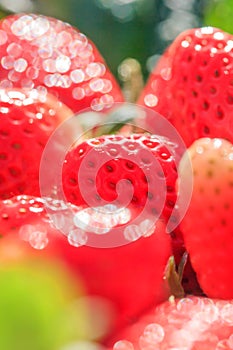 Fresh Strawberries with morning dew in natural backgrounds, look like a jewel. Beautiful bokeh with glittering. Organic farm.