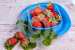 Fresh strawberries in mycelium on a wooden table in blue background