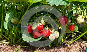 Fresh strawberries, organic harvest, ripe berries hanging on plantation