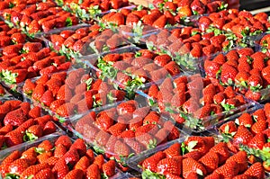 Fresh strawberries packed for sale