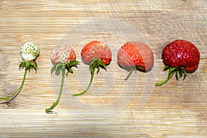 Fresh strawberries are in a row. Singling out one from the crowd. Red and white strawberries. Collecting berries. Background with