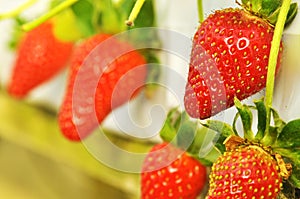 fresh strawberries at strawberry farm