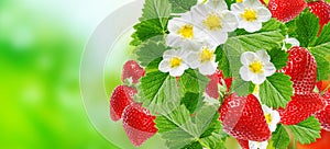 Fresh strawberries in summer season