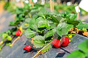 fresh strawberries on tree