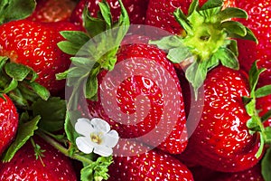 Fresh Strawberries and White Flower