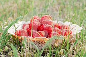 Fresh strawberries in a wicker basket on green grass