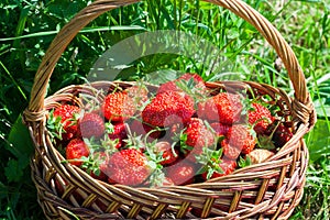 Fresh strawberries in a wicker basket. harvest