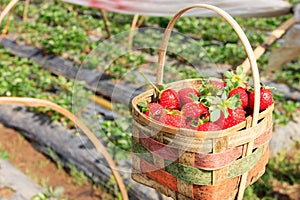 Fresh strawberry in a basket