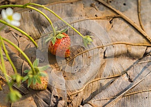 Fresh strawberry bush on dried leave with the morning light