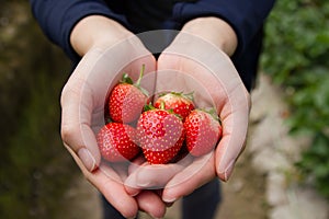Fresh strawberry in cupped hand