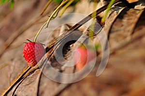 Fresh strawberry in Doi Ang Khang, Thailand