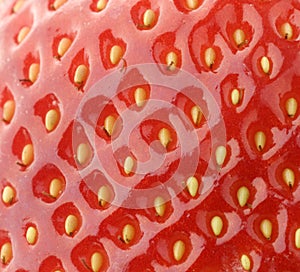 Fresh strawberry, Extreme close-up