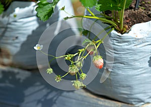 The fresh strawberry from the farm in the morning of Thailand. The winter season of fruit in Thailand. Red fruit in the hand