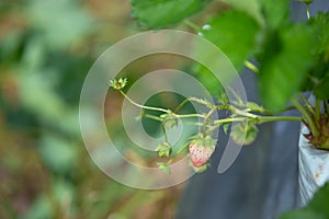 The fresh strawberry from the farm in the morning of Thailand. The winter season of fruit in Thailand. Red fruit in the hand