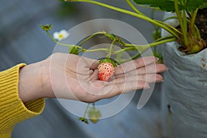 The fresh strawberry from the farm in the morning of Thailand. The winter season of fruit in Thailand. Red fruit in the hand