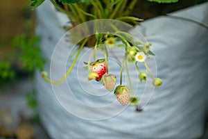 The fresh strawberry from the farm in the morning of Thailand. The winter season of fruit in Thailand. Red fruit in the hand