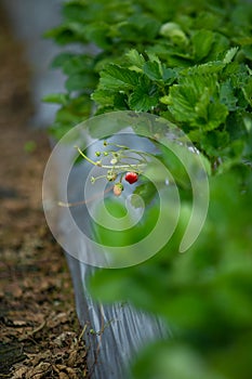 The fresh strawberry from the farm in the morning of Thailand. The winter season of fruit in Thailand. Red fruit in the hand