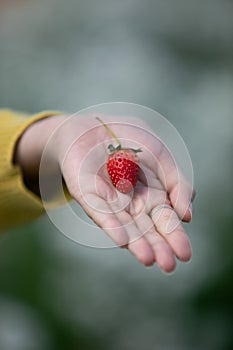 The fresh strawberry from the farm in the morning of Thailand. The winter season of fruit in Thailand. Red fruit in the hand.