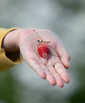 The fresh strawberry from the farm in the morning of Thailand. The winter season of fruit in Thailand. Red fruit in the hand