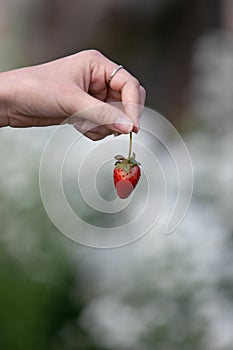 The fresh strawberry from the farm in the morning of Thailand. The winter season of fruit in Thailand. Red fruit in the hand