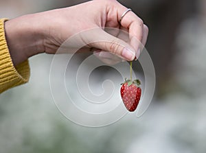 The fresh strawberry from the farm in the morning of Thailand. The winter season of fruit in Thailand. Red fruit in the hand