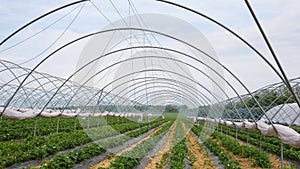 Fresh strawberry field rows. Modern technology for growing strawberries.