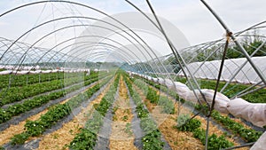 Fresh strawberry field rows. Modern technology for growing strawberries.