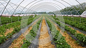 Fresh strawberry field rows. Modern technology for growing strawberries.