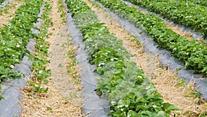 Fresh strawberry field rows. Modern technology for growing strawberries.