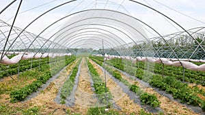 Fresh strawberry field rows. Modern technology for growing strawberries.