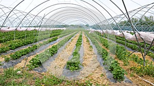 Fresh strawberry field rows. Modern technology for growing strawberries.