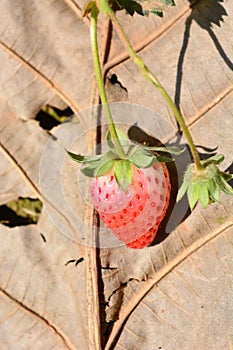 Fresh strawberry