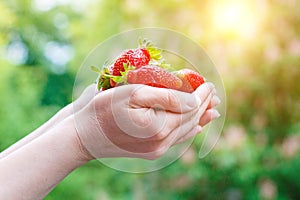 Fresh strawberry in hand .