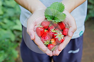 Fresh strawberry in hand