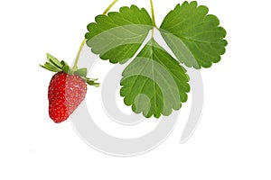 Fresh strawberry with leaf isolated on white background