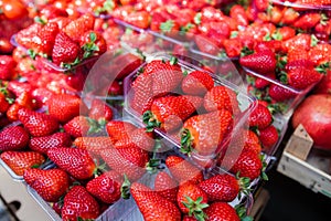 Fresh Strawberry Market