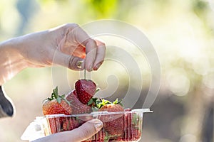 Fresh strawberry pick up women`s hand from strawberry plassic box with green outdoor background