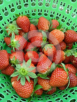 Fresh Strawberrys In Green Basket at Winter