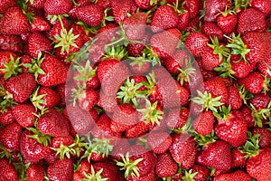 Fresh strawberrys of organic farming