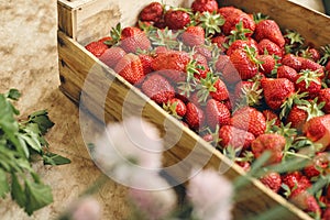 Fresh strawberrys of organic farming