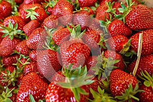 Fresh strawberrys of organic farming