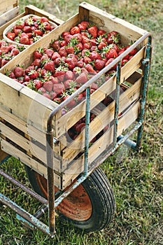Fresh strawberrys of organic farming