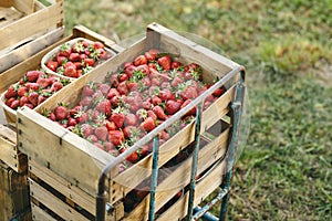 Fresh strawberrys of organic farming