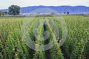 Fresh string bean field