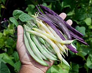 Fresh string beans in man's hand.