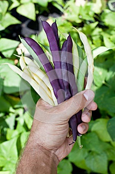 Fresh string beans in man's hand.