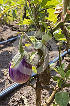 Fresh striped aubergines outdoors