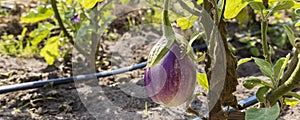 Fresh striped aubergines outdoors